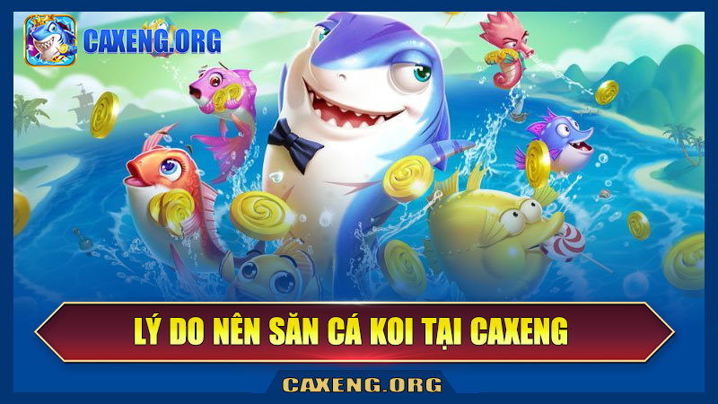 Lý do nên săn cá Koi tại Caxeng thay vì nơi khác